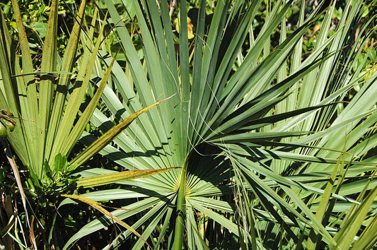 Swamp Cabbage: A Tradition Rooted in History