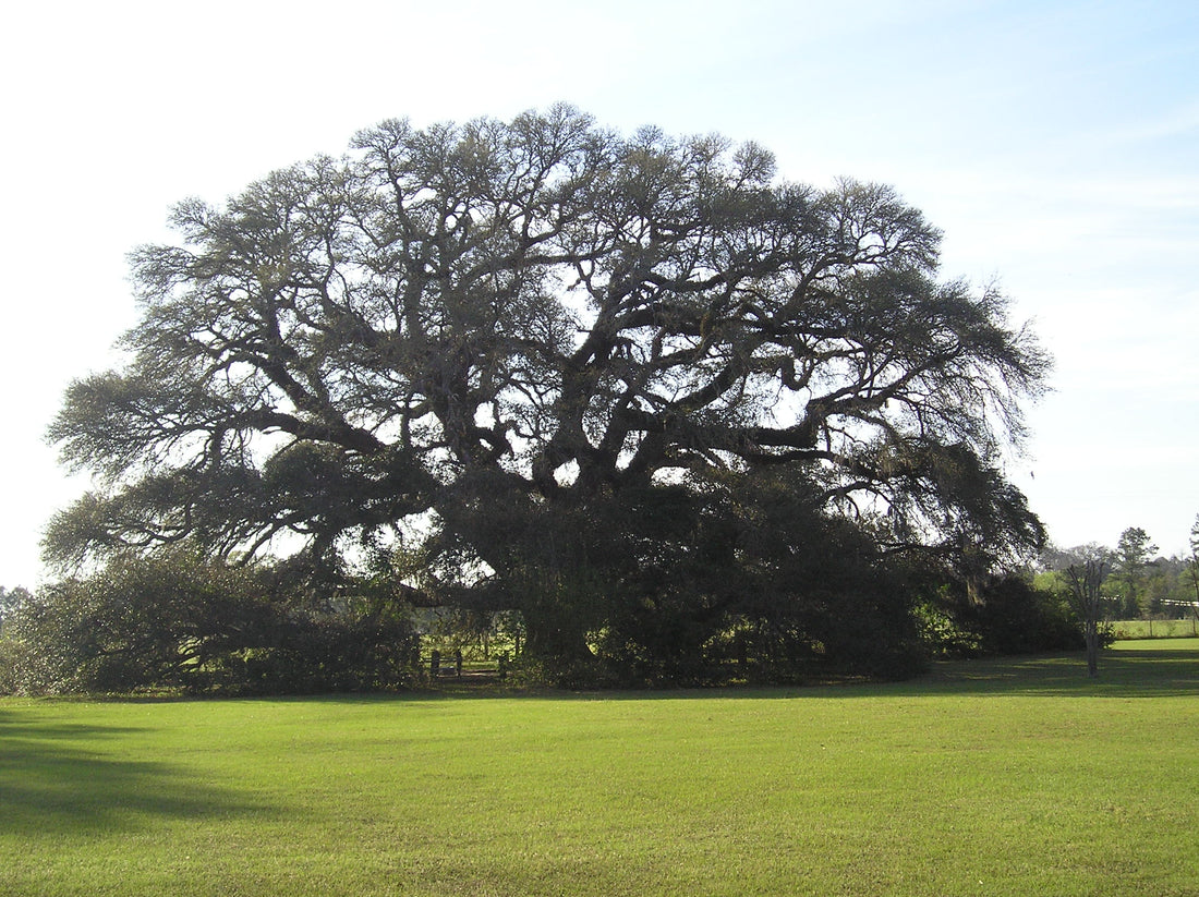 The Live Oak Tree: A Symbol of Heritage & Traditions